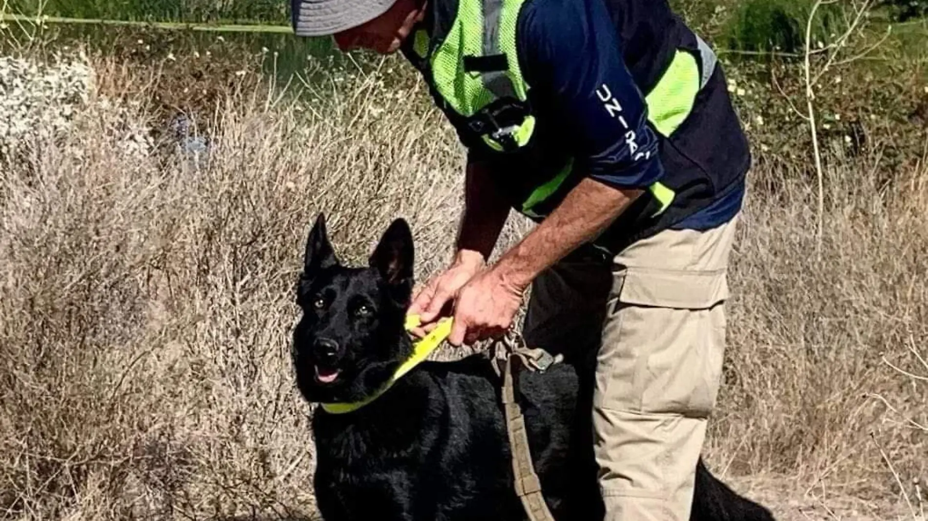 Entrenamiento de perros